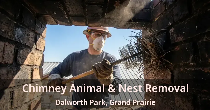 Chimney Animal & Nest Removal Dalworth Park, Grand Prairie - TX