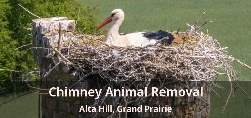 Chimney Animal Removal Alta Hill, Grand Prairie - TX