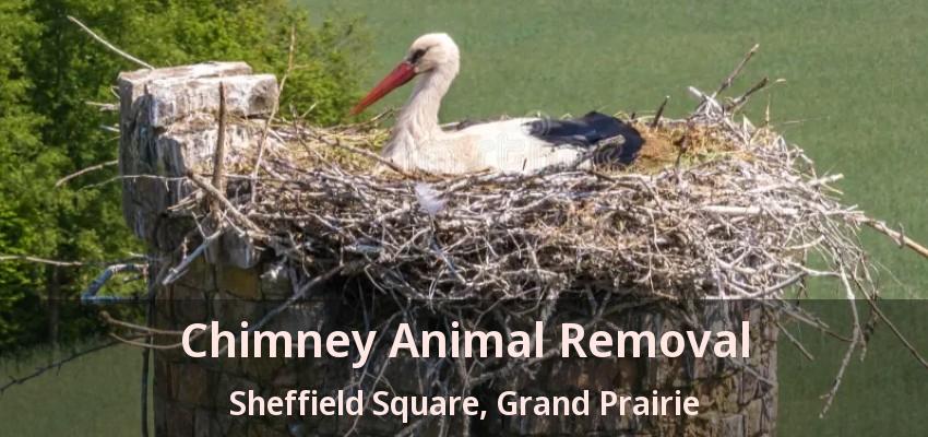 Chimney Animal Removal Sheffield Square, Grand Prairie - TX