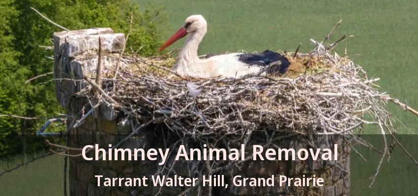 Chimney Animal Removal Tarrant Walter Hill, Grand Prairie - TX