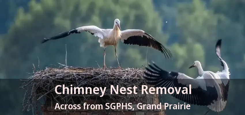 Chimney Nest Removal Across from SGPHS, Grand Prairie - TX