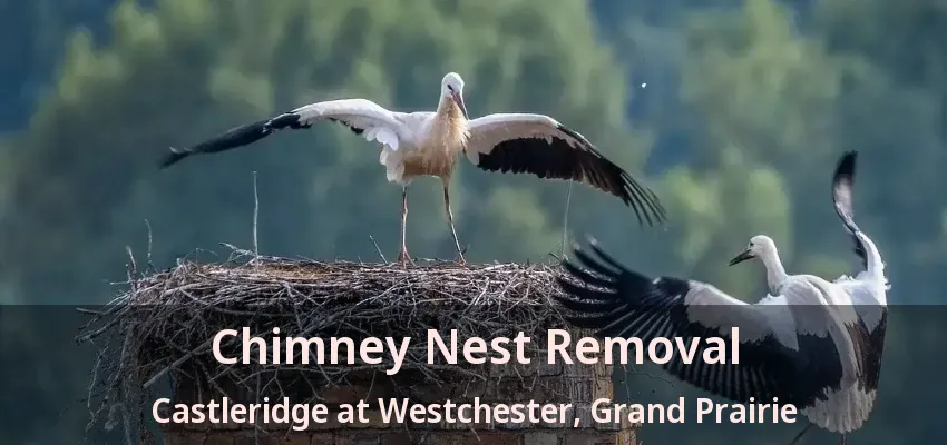 Chimney Nest Removal Castleridge at Westchester, Grand Prairie - TX