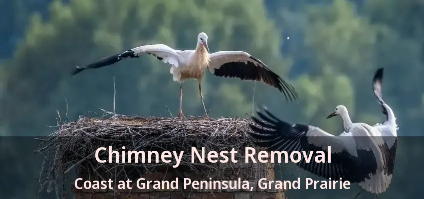 Chimney Nest Removal Coast at Grand Peninsula, Grand Prairie - TX
