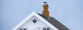 Chimney Nest Removal Alta Hill, Grand Prairie